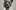 Cairn-Terrier-Alfie-Head-shot-aspect-ratio-1896-2077