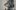 Cairn-Terrier-Nessa-Headshot-scaled-aspect-ratio-2016-2270